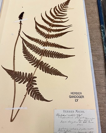Herbier de Lyon