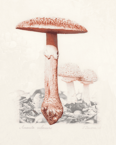 Amanita rubescens jacky jousson exposition aspib