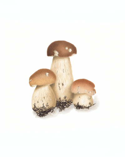 Cèpes AsPIB