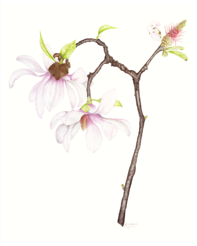 Magnolia AsPIB