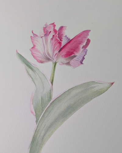 Rencontres virtuelles AsPIB Aquarelle de Caroline Dumuys-Babian