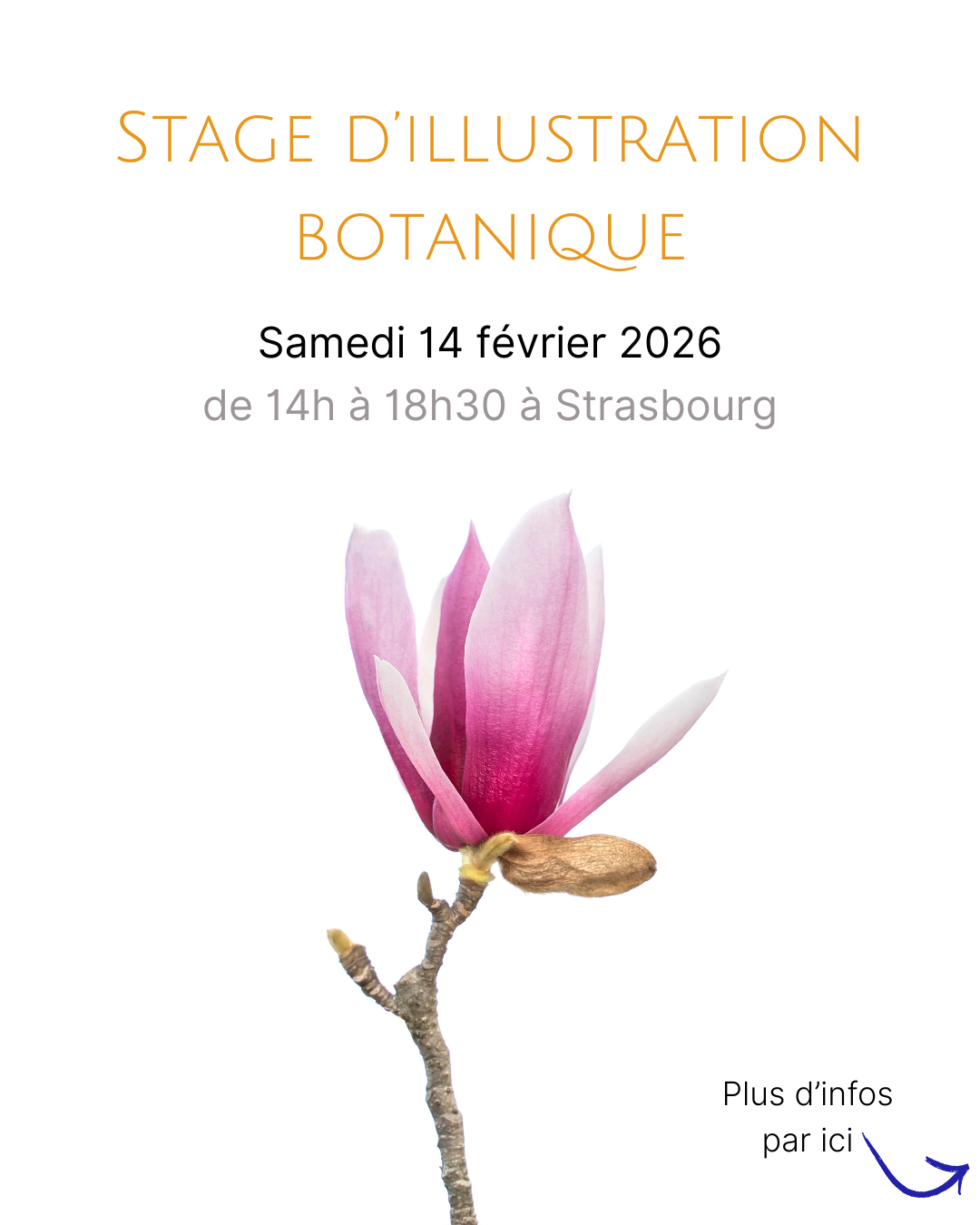 Cours illustration botanique Ludwine Probst Strasbourg