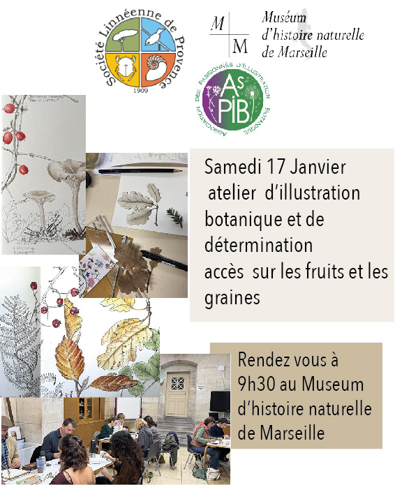 Stage illustration botanique AsPIB Marseille